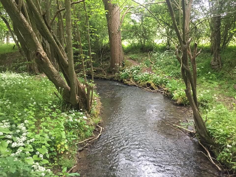 A stream running through woodland near the festival site